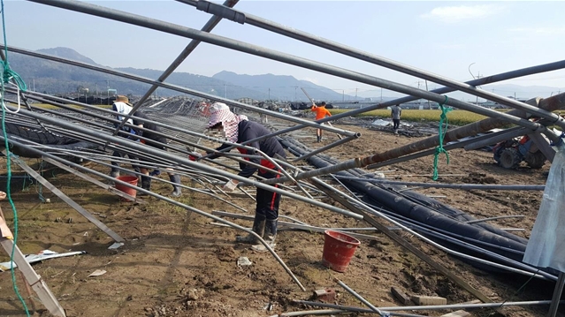 사회봉사대상자들이 태풍피해 농가 복구작업을 하고 있다.(사진제공=부산준법지원센터)