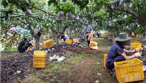 사회봉사대상자들이 낙과 수거 일손을 돕고 있다.(사진제공=속초준법지원센터)