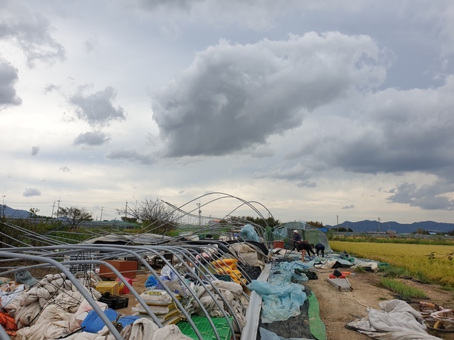 사회봉사대상자들이 9월 22~23일 태풍피해 비닐하우스 농가 복구작업을 하고 있다. (사진제공=부산준법지원센터)