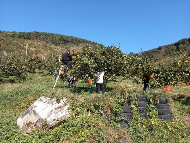 사회봉사대상자들이 단감수확작업을 하고 있다. (사진제공=진주준법지원센터)