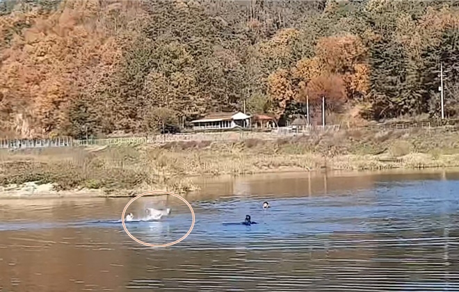 낚시바늘에 걸린 천연기념물 고니를 구조하고 있다. (사진제공=울산소방본부)