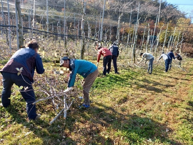 사회봉사대상자들이 사과나무 가지제거 일손돕기를 하고 있다.(사진제공=진주준법지원센터)