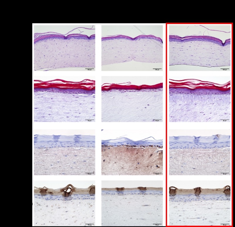 아모레퍼시픽, KAIST와 피부세포 역노화 원천기술 개발