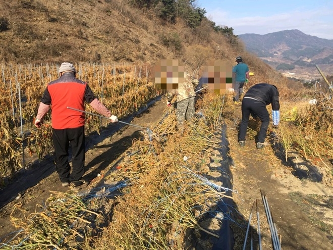 사회봉사명령대상자들이 고령농가 일손돕기를 하고 있다.(사진제공=거창준법지원센터)