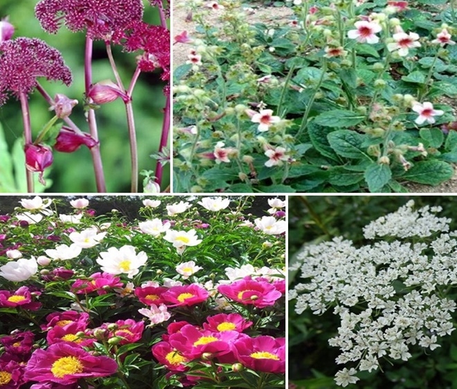 (사진위부터 시계방향) 당귀/숙지황/천궁/작약.(사진제공=부산 기장군)