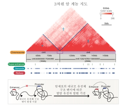 3차원 암 게놈 지도 해독을 통한 유전자 조절 기능 규명. 사진=KAIST