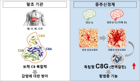 알츠하이머병 뇌에서 C8-감마의 발현 변화 및 기능 규명. 사진=한국연구재단