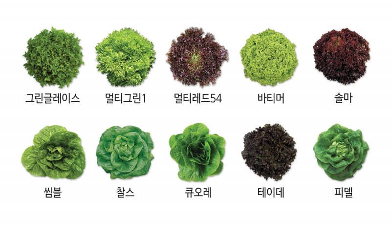 팜한농, 유럽종 상추 출시