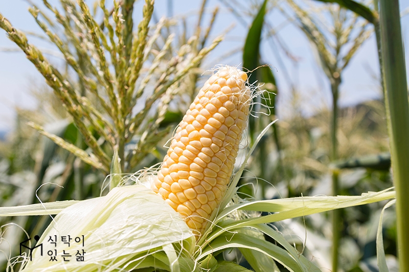 식탁이있는삶 ‘초당옥수수’ 예약 판매 진행