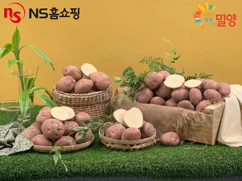 NS홈쇼핑, 밀양 특산품 '서홍감자' 론칭 방송