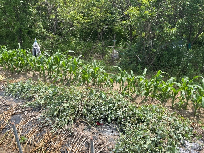 텃밭서 양귀비 재배.(사진제공=부산해양경찰서)