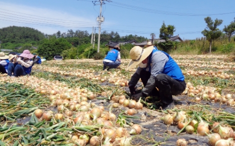 박석배 aT 상임감사, 양파농가 일손 돕기 나서