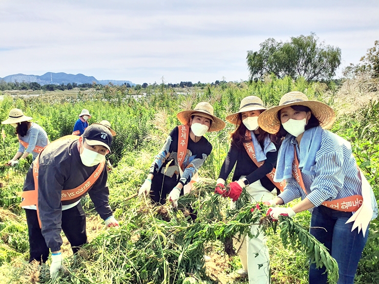 29일 오전 제주항공 부산지역 객실승무원들이 국내 대표 철새도래지인 을숙도의 청정환경을 보존하기위해 생태계 교란식물 제거 활동을 벌이고 있다.(사진=제주항공)