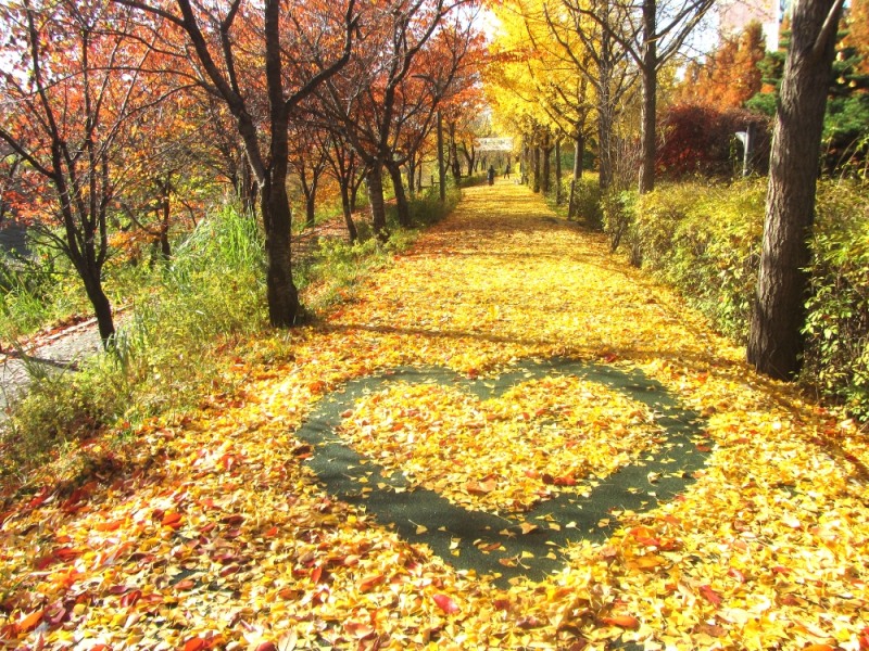 강남구, 양재천 ‘낙엽의 거리’ 조성... 내일부터 한 달간 운영