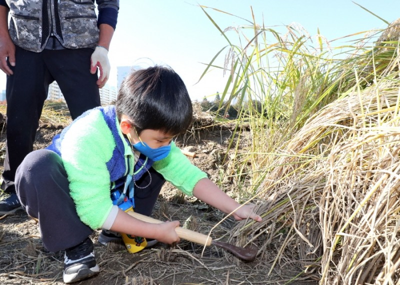 금천구, 안양천 생태텃논 벼 베기 수확 체험 프로그램 운영