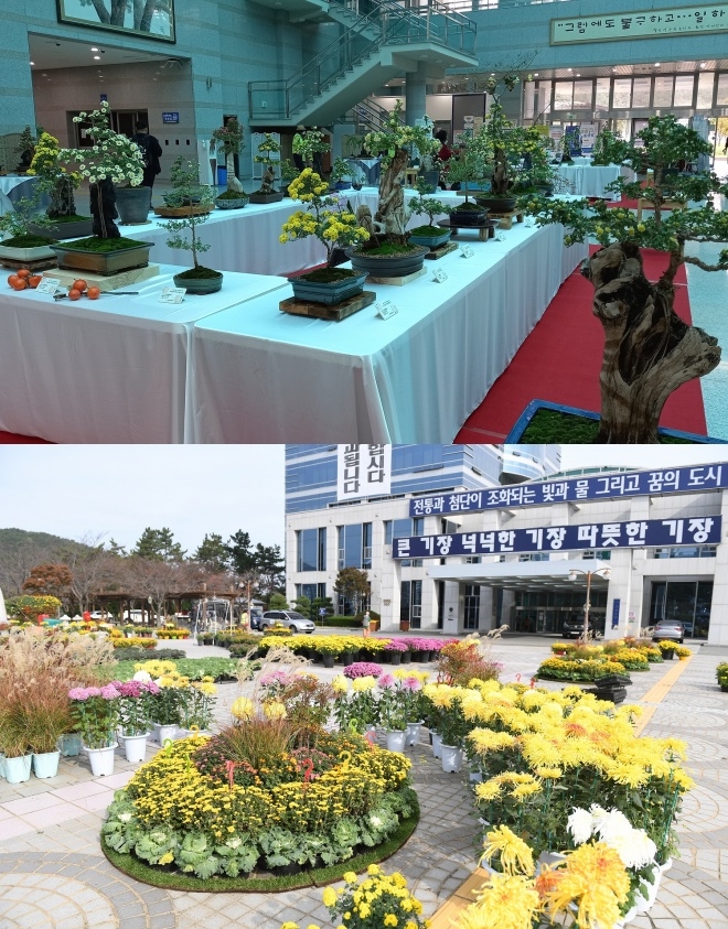제5회 기장 국화분재 전시회 (기장군청 1층 로비).(사진제공=부산 기장군)