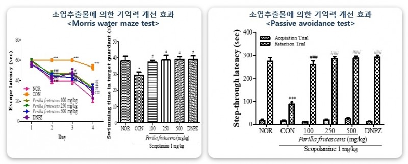 SFC바이오 ‘소엽추출물’ 활용해 고령친화식품 개발
