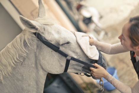 한국마사회, 말 복지 세부 가이드라인 2종 발표