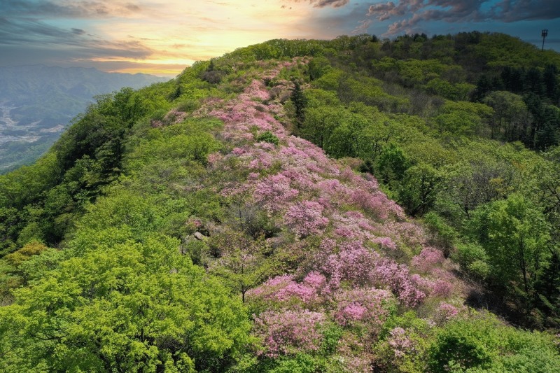 남양주 축령산자연휴양림(철쭉군락)
