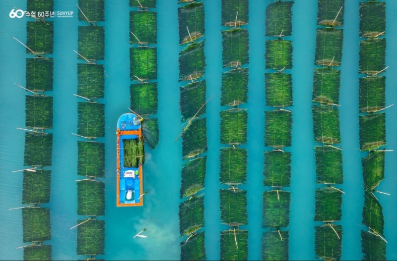 대상매생이 수확.(사진=수협중앙회)