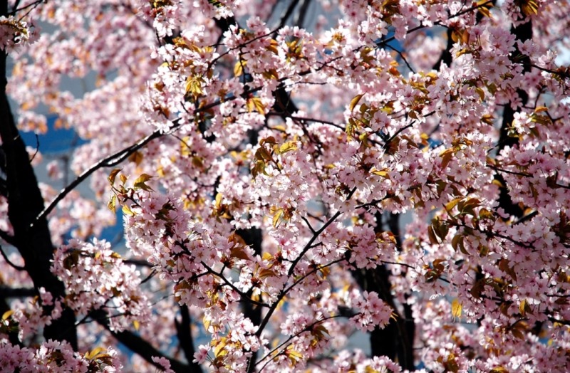벚꽃 전경. (사진=포도컴)