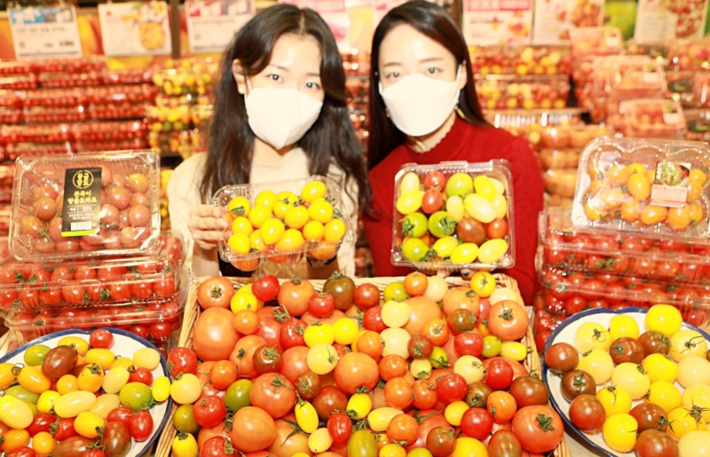 롯데마트 ‘스위텔/짭짤이 토마토’ 등 이색 토마토 기획전 진행