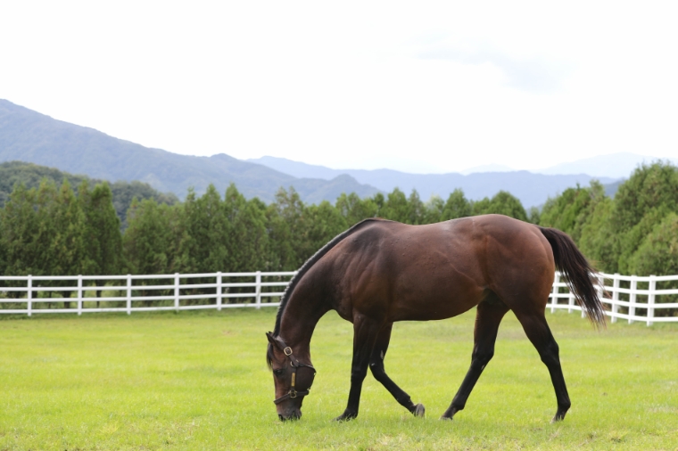 한국마사회, 경주마 재활 지원 프로그램 도입