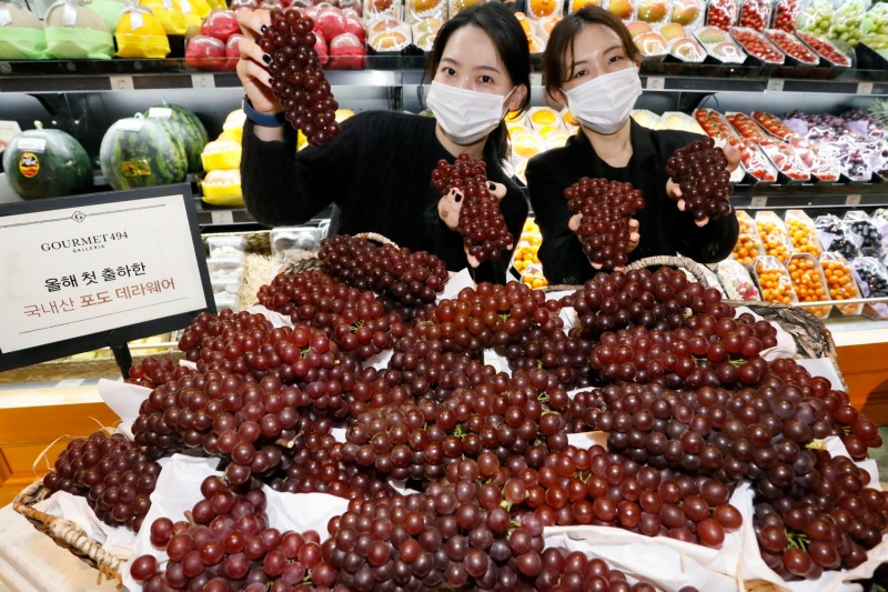 갤러리아백화점은 명품관에서 국내산 햇포도 ‘데라웨어’를 올해 처음 선보인다고 밝혔다. 데라웨어는 일반 포도보다 당도가 높고 씨가 없으며 크기가 작아 누구나 먹기 편하다는 점이 특징이다.갤러리아명품관에서 선보이는 데라웨어는 대전 대별동 소재 하우스 가온 방식으로 재배하여 전국에서 가장 빠르게 재배되는 포도 품종으로 잘 알려져 있다. 가격은 100g 당 6천원대로, 식품관 고메이494에서 만나볼 수 있다.