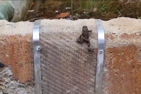 경상남도 일부지역에서 서식하는 한국 고유종이자 멸종위기 야생생물 Ⅱ급인 '고리도롱뇽'을 LG유플러스 임직원의 개구리 사다리 설치 봉사활동 중 발견한 모습. 사진=LG유플러스