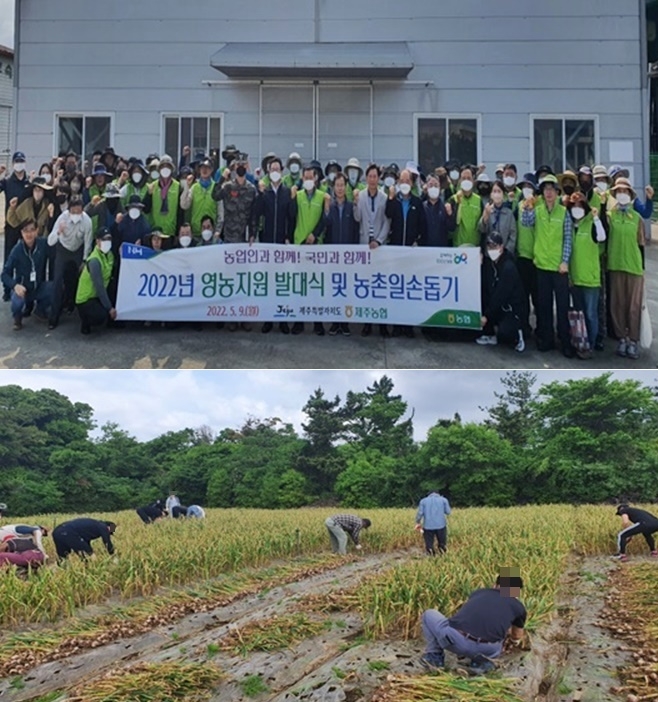 영농지원 발대식 및 취약농가 농촌지원 사회봉사(마늘수확).(사진제공=제주보호관찰소)