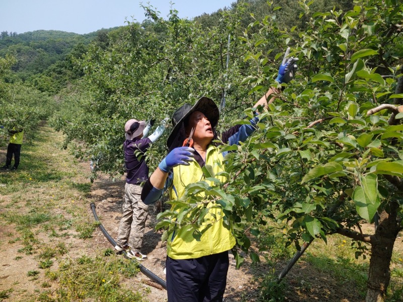 NH저축은행, 농번기 농촌일손돕시 실시