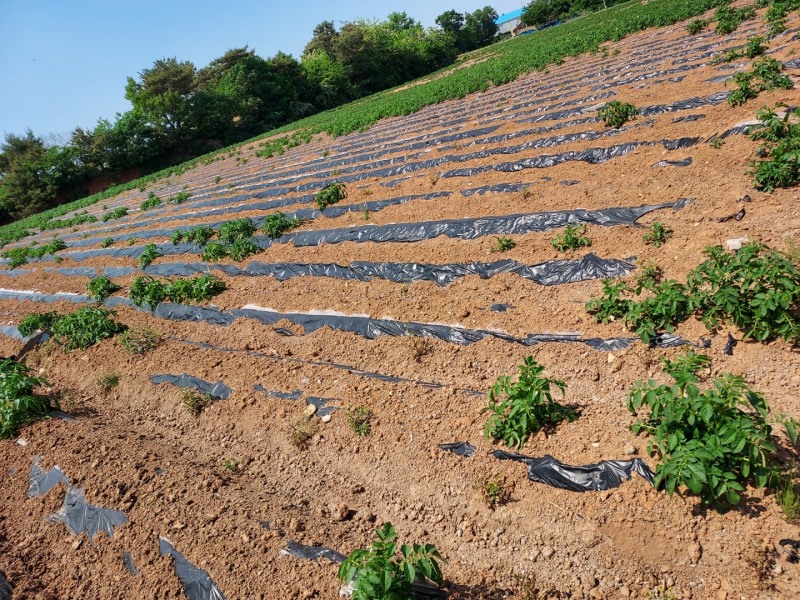 불량 퇴비를 사용한 밭에 감자모종이 나오지 않고 있다.