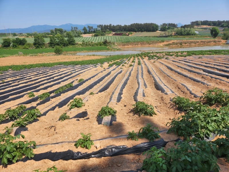 피해 농업인이 농사지은 서산시의 피해현장