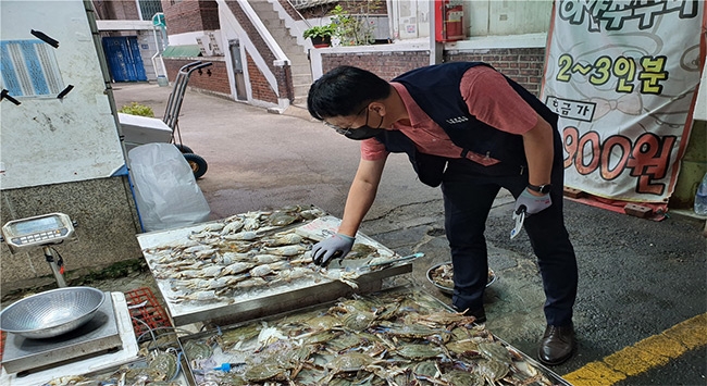 불법어획물(어린꽃게) 소지, 보관, 판매한 업체의 꽃게 크기 확인