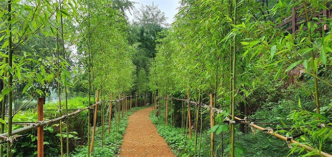 월미공원 대나무 바람숲길 현황사진 (조성 후)