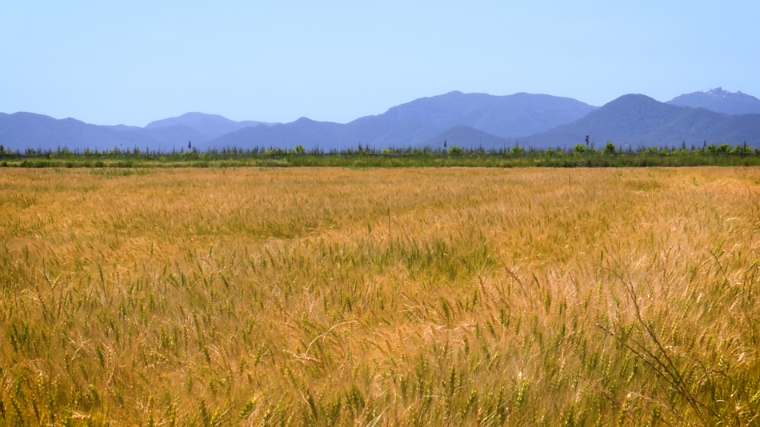 국내 밀밭 전경. 사진=aT