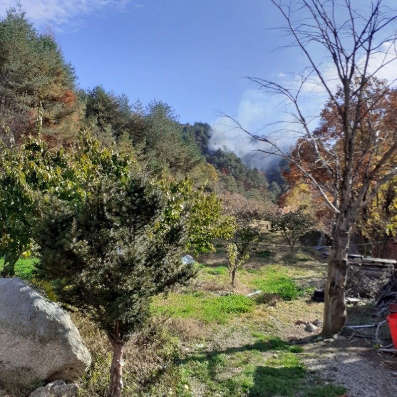 (사진제공=산림청)