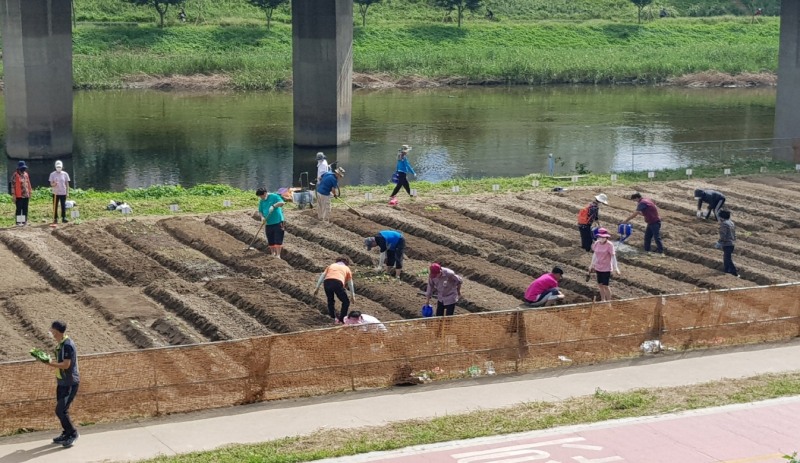 금천구, 안양천 도시농업체험장 ‘텃밭 콘테스트’ 진행