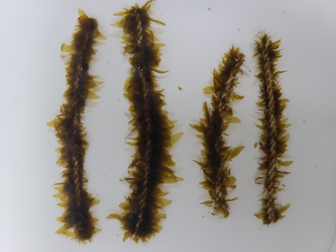 기장형 미역종자.(사진제공=부산 기장군)