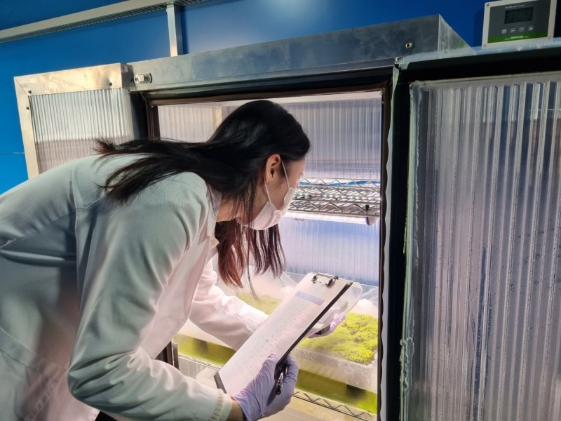 스마트팜 실험실에서 작물 상태를 확인하는 모습.(사진=롯데건설)