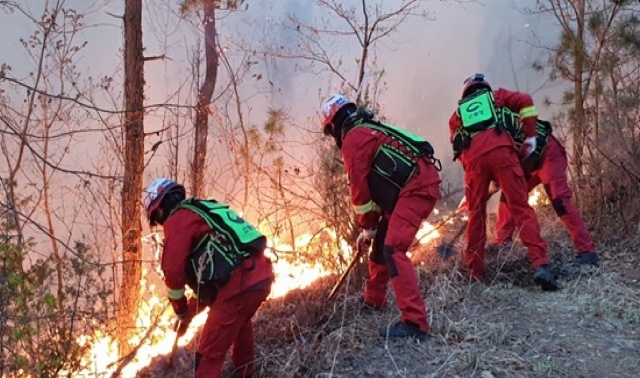 현장과 무관(사진제공=산림청)
