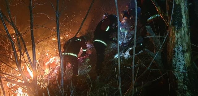 (사진제공=산림청)