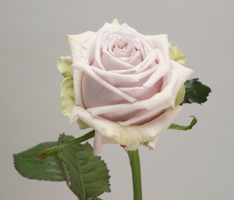 장미 신품종_카린