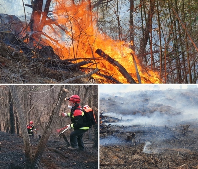 (사진제공=산림청)