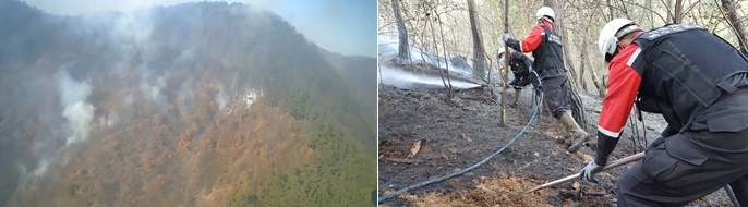 (사진제공=산림청)