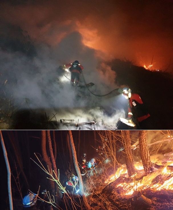 (사진제공=산림청)