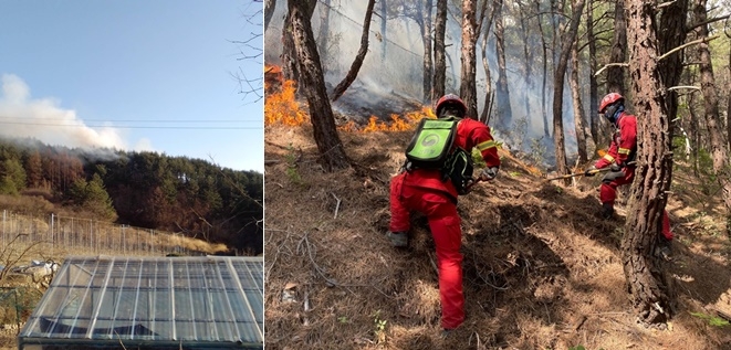 (사진제공=산림청)