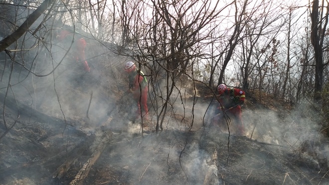 (사진제공=산림청)