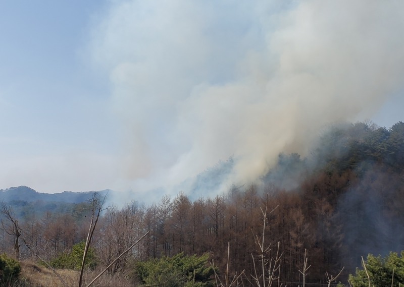 (사진제공=산림청)