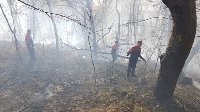 (사진제공=산림청)